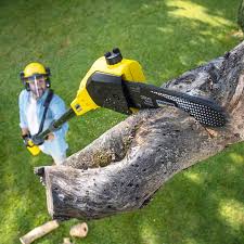 Best Tree Preservation Services  in Rossville, TN