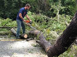  Rossville, TN Tree Services Pros