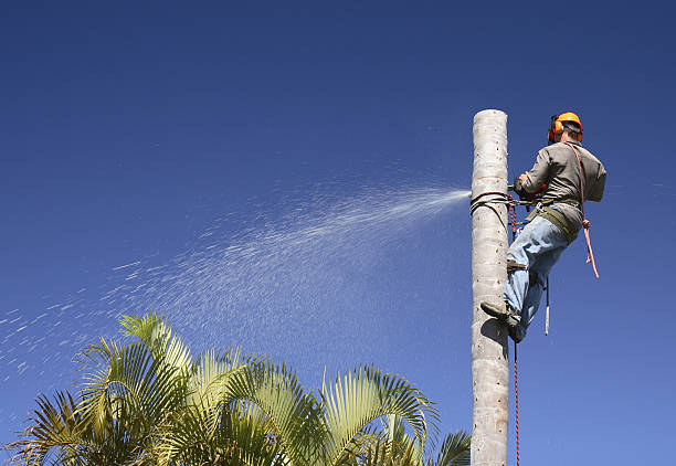 Best Hazardous Tree Removal  in Rossville, TN