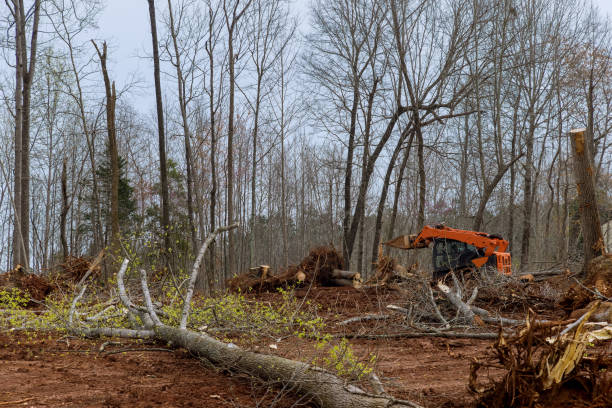 Best Tree Mulching  in Rossville, TN