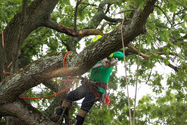 Best Emergency Tree Removal  in Rossville, TN