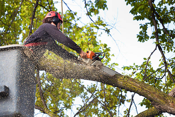 Best Weed Control  in Rossville, TN