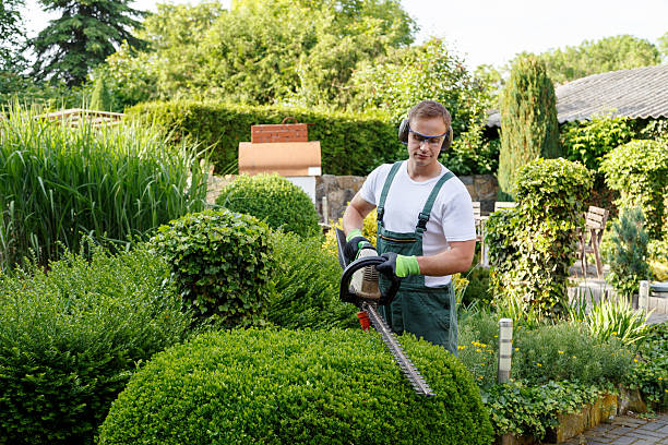 Best Organic Lawn Care Solutions  in Rossville, TN