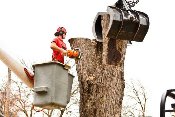 Best Utility Line Clearance  in Rossville, TN