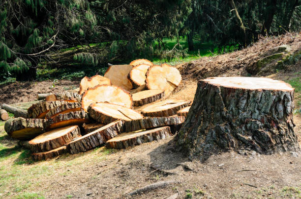 Best Firewood Processing and Delivery  in Rossville, TN